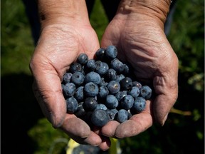 If you pick your own blueberries and freeze supplies for later, you won't be at the mercy of store prices.