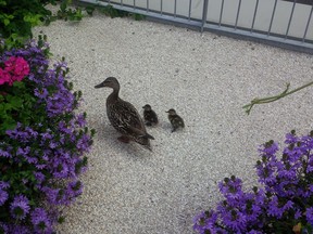 A family of ducks wandered into downtown Montreal July 10, 2015.