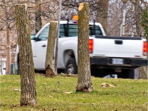 Stumps of trees cut to try to slow the spread of the Emerald Ash Borer.