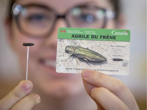 The enemy: Baie d'Urfé town employee Emmanuelle Jobidon shows a specimen of an emerald ash borer in this February 2014 photo.