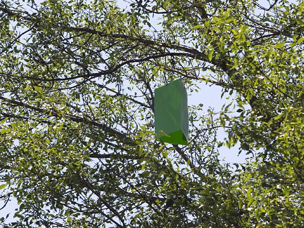 Emerald Ash Borer Found In Traps In Beaconsfield Officials Implore Residents To Treat Trees