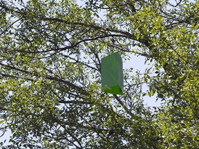 MONTREAL,  QUE: JULY 11,  2012-- Since 2012, the city of Beaconsfield has been using bait traps to monitor the arrival of the emerald ash borer in its territory. (Marie-France Coallier/THE GAZETTE)