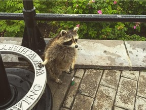 This raccoon was recently spotted just hanging out on Mount Royal in Montreal.