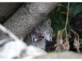 Loki the lynx in his new enclosure at the EcoMuseum.