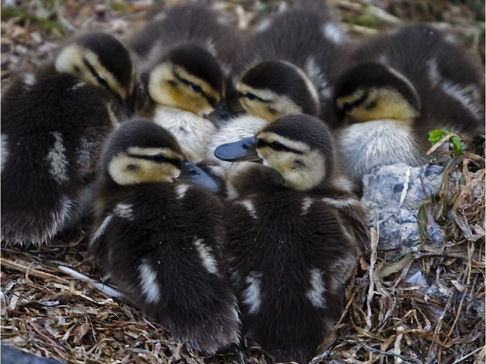 Duck and ducklings rescued from Highway 40 in SteAnne Montreal Gazette