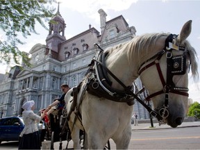 A horse-drawn caleche makes a stop in front of Montreal city hall.