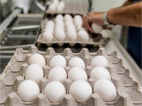 An egg's size is not determined by its physical size but rather by its weight. A sorter like the one at the Donald McQueen Shaver Poultry Complex at McGill University's Macdonald Campus Farm in Ste-Anne-de-Bellevue, on Wednesday, September 3, 2014 weighs each egg to determine whether it is small, medium, large or extra large.
