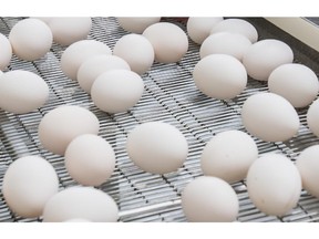 Eggs on a conveyor belt are viewed for cracks or other abnormalities.