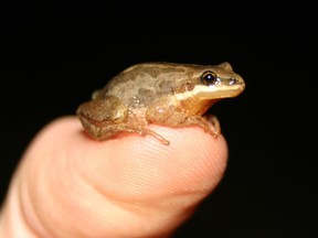 The western chorus frog is Quebec's smallest and most endangered frog species.