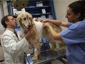 NEW YORK, NY - DECEMBER 10:  Veterinarian Philip Fox mounts a heart monitor on the side of Oliver, a golden retreiver, at the Animal Medical Center on December 10, 2012 in New York City The non-profit Animal Medical Center, established in 1910, has 80 veterinarians in 17 specialty services that treat up to 40,000 animal visits annually. Clients bring in their pets from around the country and world to the teaching hospital on Manhattan's Upper East Side for specialized high tech treatment. The American Pet Products Association estimates that Americans would spend more than $50 billion on their pets in 2012, $14 billion of that in veterinary care alone.