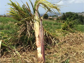 Rhum agricole is made directly from the juice or sugar cane.