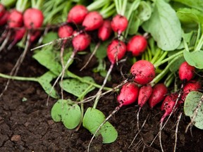 Shop for radishes in bunches, not bags, Julian Armstrong advises.