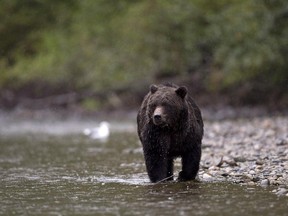 A grizzly bear is seen fishing for salmon along the Atnarko river in Tweedsmuir Provincial Park near Bella Coola, B.C.