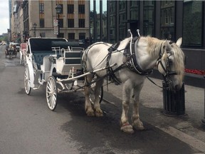 "We see so many infractions, horses left unattended, not watered and working in over 30 degree weather," said Mirella Colalillo, a spokesperson for an anti-calèche coalition.