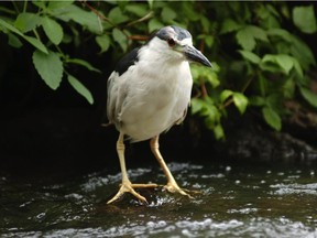 A night heron at Parc-nature de L'île-de-la-Visitation:  Joel Coutu is the guide on a field trip to the park Wednesday organized by Bird Protection Quebec.