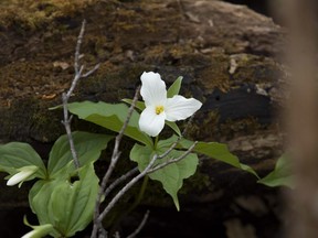 A Trillium near a fallen tree on the trail in the woods in the Riviere a l'Orme eco-territory.