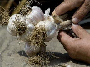 Alison Hackney grows garlic and she is participating in a garlic festival August 23 in Ste. Anne de Bellevue, Monday, August 18, 2008. (THE GAZETTE/Natasha Fillion)