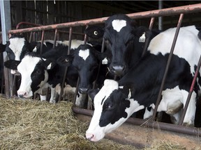Cows are seen at a dairy farm in Danville.