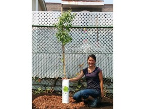 DORVAL, QUEBEC - The city of Dorval in cooperation with GRAME (Groupe de recherché appliquée en macroécologie) offers citizens the opportunity to purchase a two-metre tall tree for the bargain price of $25, until Sept. 2, 2015. The program is designed to foster biodiversity and to strength the suburb's canopy.  PHOTO COURTESY THE CITY OF DORVAL.