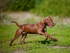 A stock image of a pit bull.
