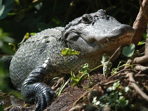 An alligator at Gatorland.