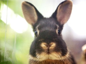 A rabbit sits in its cage in a shop in Germany.