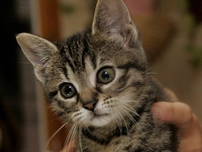 An adorable kitten.