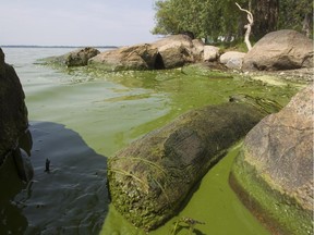 Blue-green algae in Philipsburg, on Lake Champlain near the Vermont border, on Wednesday, Aug. 18, 2015.