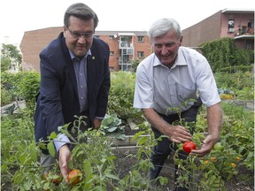Montreal Mayor Denis Coderre, left, and former Montreal mayor Pierre Bourques show some of the produce grown in community gardens. They were in the Centre-Sud district on Saturday, August 29, 2015, to celebrate the 40th anniversary of Montreal's first community garden.