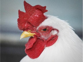 A bantam chicken.