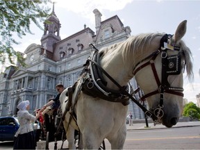 A horse-drawn caleche makes a stop in front of Montreal city hall .
