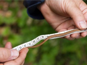 MONTREAL, QUE.: SEPTEMBER 23, 2014 -- Wildlife biologist Mario St-Georges, who is on a contract with the city of L'Île-Perrot, shows a young brown snake (Storeria dekayi) found at a small forested area on Rue du Boisé in L'Île-Perrot, west of Montreal on Tuesday, September 23, 2014. Part of the forested area is scheduled to be turned into an extension of Rue du Boisé and G.R.E.B.E Inc. has received a contract to relocate the snakes. (Dario Ayala / THE GAZETTE) ORG XMIT: 51059