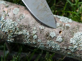 Environment coordinator Marianne Blondin points her knife at the small, distinct, "D" shape entry point of an emerald ash borer on an infested tree. (Gazette file photo)