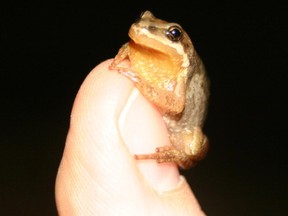 Western chorus frog