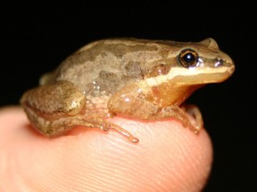 Western chorus frog.
