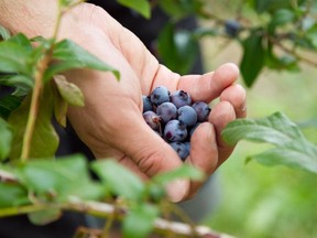 Wild and cultivated blueberries are available and good, but prices are predicted to be high this year.