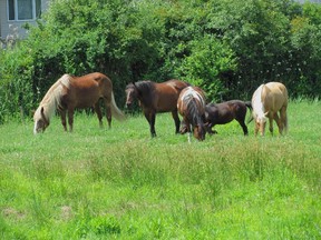 Rescued horses graze in field near their new home in Vaudreuil-Dorion. The horses are cared for by the charity A Horse Tale. Photo credit: Gail Larman Bowes. Entered by Kathryn Greenaway, Aug. 11, 2015.