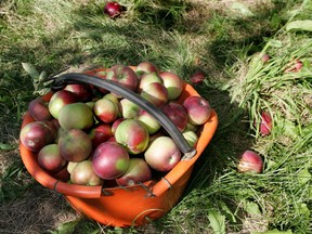 It's all about apples at La Fête de Septembre on St. Denis St. this weekend.