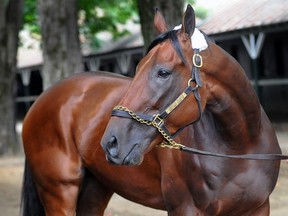 Triple Crown winner American Pharoah arrives at Saratoga Race Course in Saratoga Springs, N.Y.,  Wednesday, Aug. 26, 2015. The Triple Crown winner is the overwhelming favorite for Saturday's Travers Stakes horse race at Saratoga. (Steve Jacobs/The Post-Star via AP)