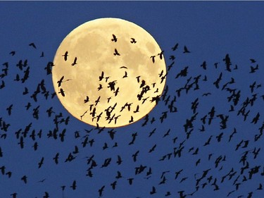 A flock of birds fly by as a perigee moon, also known as a super moon, rises in Mir, Belarus, 95 kilometres west of capital Minsk, Belarus, Sunday, Sept. 27, 2015.