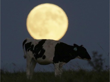 A supermoon rises behind a grazing cow in a pasture near Lecompton, Kan., Sunday, Sept. 27, 2015,.