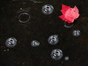 After a passing rainstorm, bubbles reflect the gray skies of a changing season.