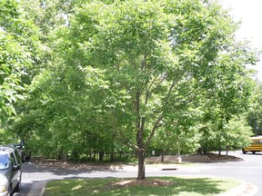 Ash trees are being destroyed by the emerald ash borer. Image found on Google Images. Entered by Kathryn Greenaway, April 14, 2014.