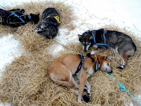 Sled dogs rest during the Iditarod Trail Sled Dog Race in 2013.