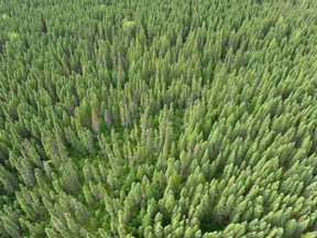 The boreal forest is seen on the Broadback River on August 18, 2015, in Waswanipi, Canada.