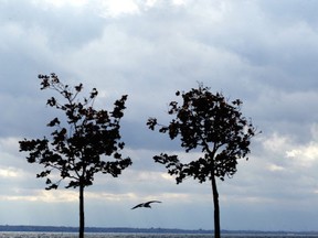 A seagull flies over Lake St. Louis.