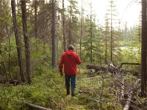 Don Saganash walks in his trapline near the Broadback River. The Cree Nation of Waswanipi of Northern Quebec want to prevent further industrial logging of the forest in their traditional territory, the Broadback Valley.