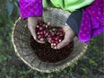 PHRAO, THAILAND - DECEMBER 8:  A member of the Lisu hill tribe picks Thai arabica coffee beans at the Thai High coffee farm on December 8, 2012 in Phrao, northern Thailand. The organic fair trade coffee farm was chosen to help produce the Black Ivory Coffee. The new brand of coffee is produced by harvesting the beans from the dung of a Thai elephant. It takes 15-30 hours for the elephant to digest the beans, then they are plucked later from their dung and washed and roasted. At $1,100 per kilogram or $500 per pound, the cost per cup equals $50, this makes the exotic new brew the world's priciest. It takes 33 kilograms of raw coffee cherries to produce 1 kilo of Black Ivory coffee.