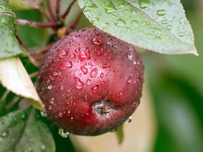 Autumn is the sweetest season for enjoying fresh harvest produce, delicious desserts and fall foliage. It is also the best time to sample Quebec's world-class ciders on the Montérégie cider route. Go for the day, or spend the weekend exploring this rich rural area.