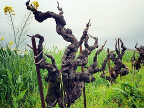 Gnarly 100-year-old zinfandel vines dot the landscape at Ridge Vineyards’ Lytton Springs winery in Sonoma County, California.